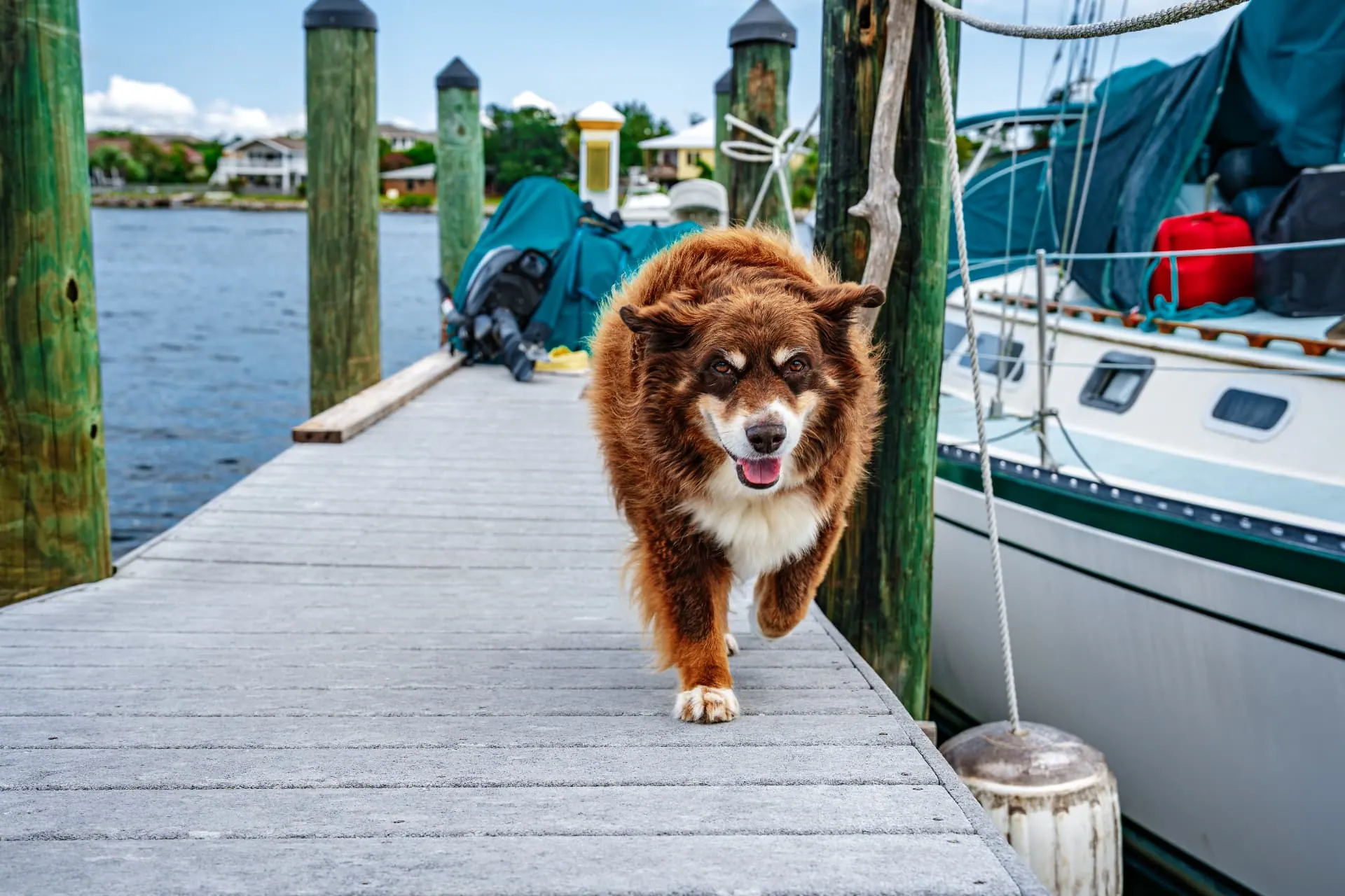 Friendly dog walking down the marina dock past a sailboat