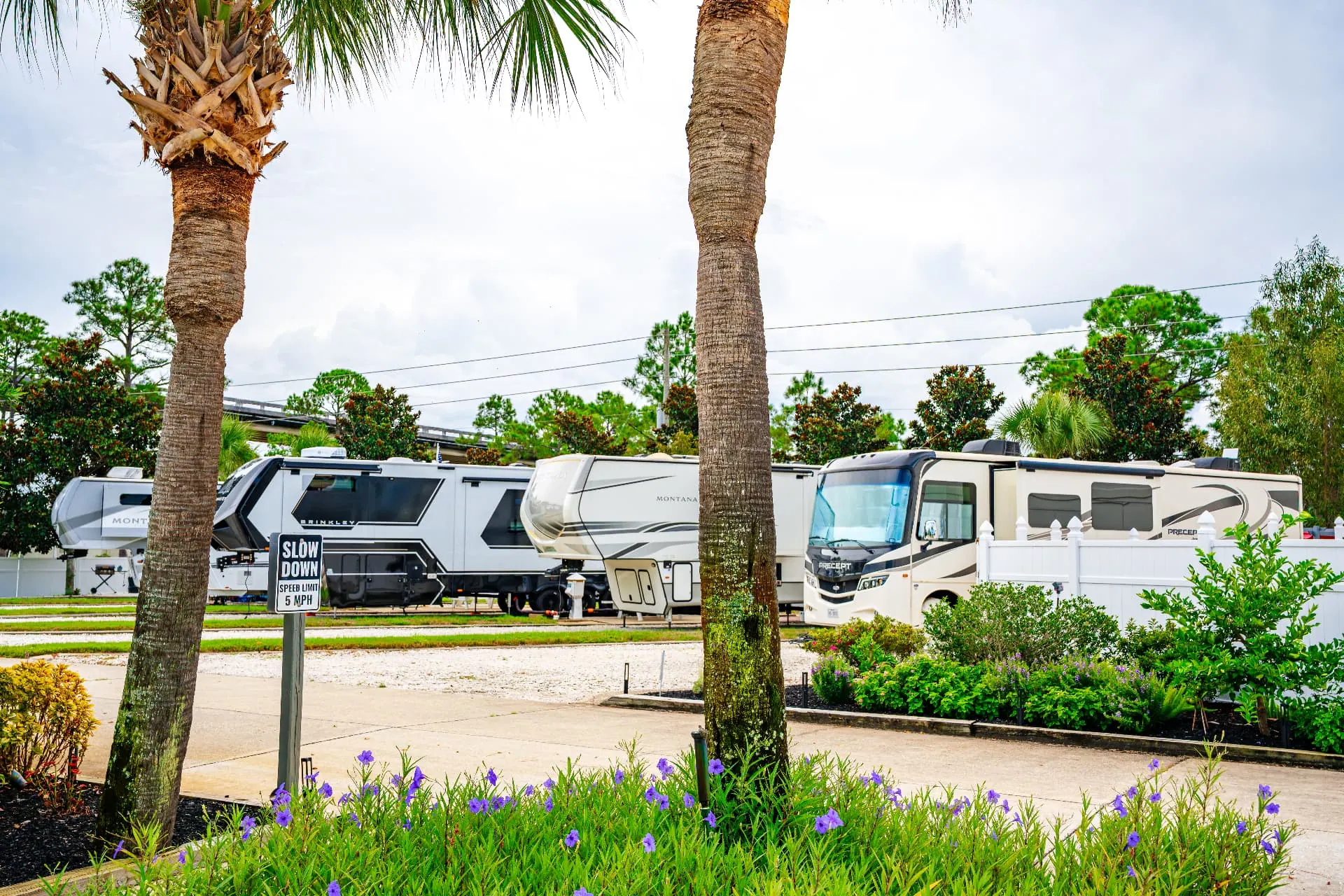 RVs parked among palms along the resort drive