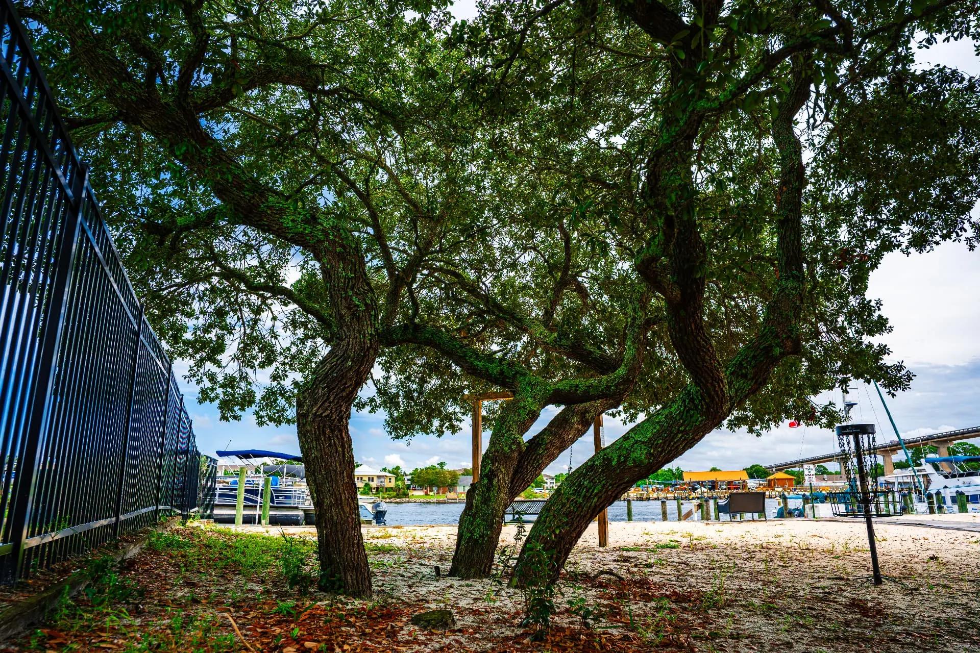 Shady live oak trees around the resort grounds