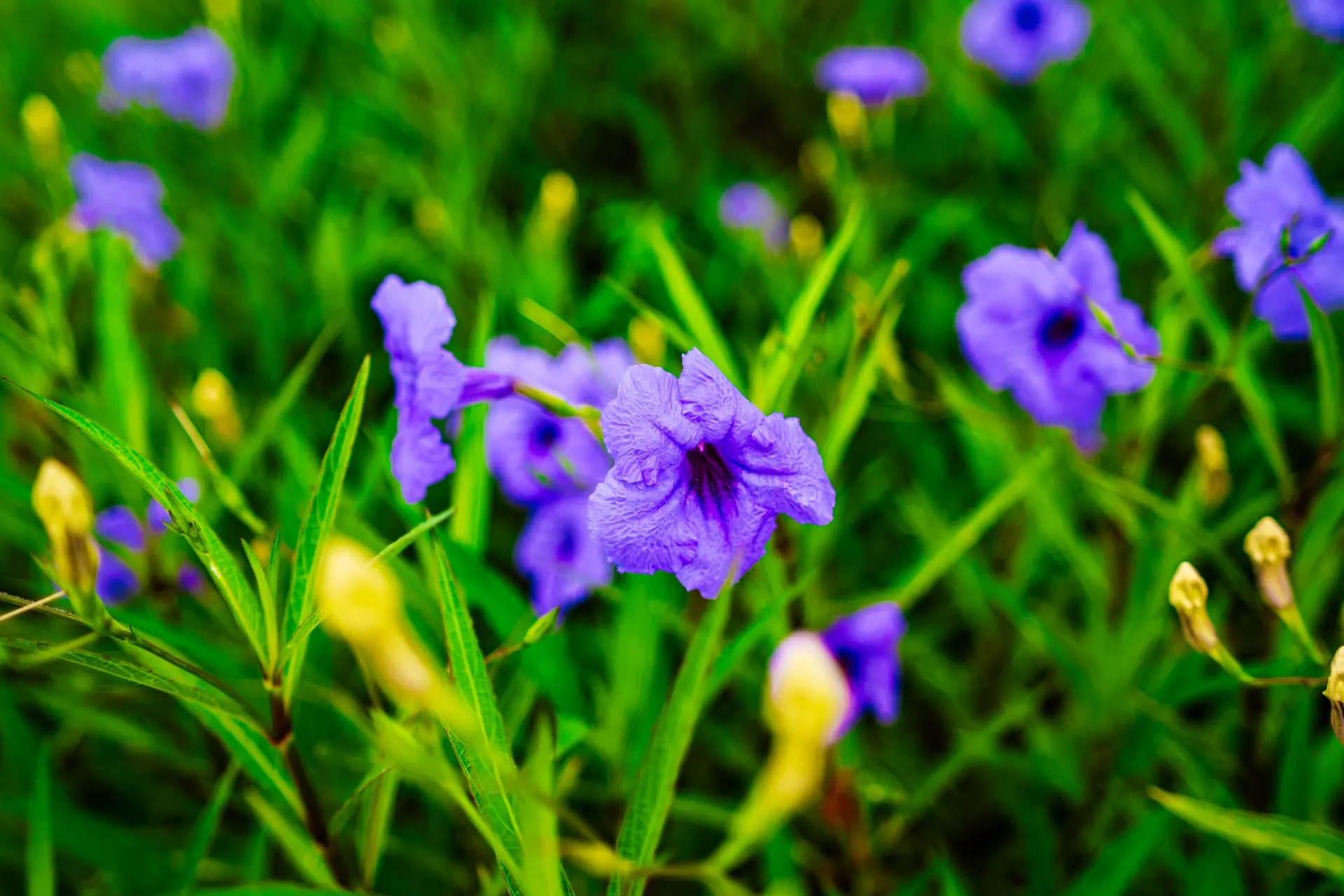 Purple Mexican petunias and yellow buds blooming in the resort garden beds